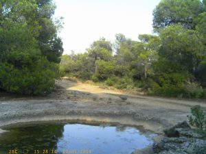 Watering Hole By Day